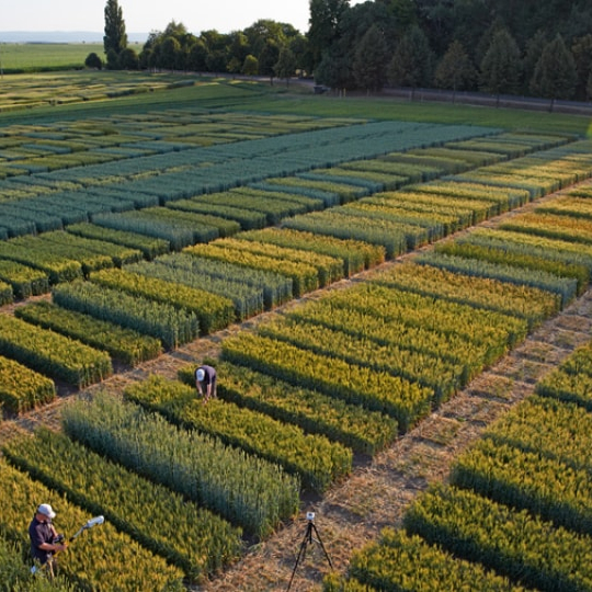 Bayer Crop Science LATAM